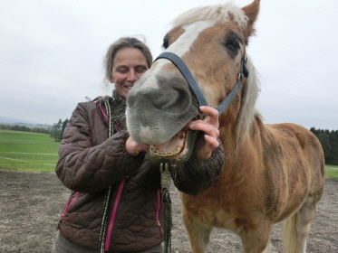 Charly Christines Haflinger - Lösen des Zungebeins